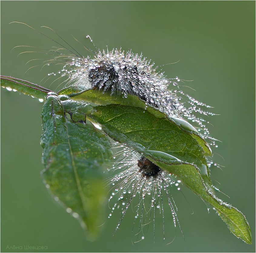 Morning shower