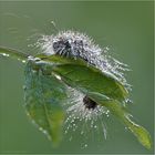 Morning shower