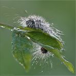 Morning shower