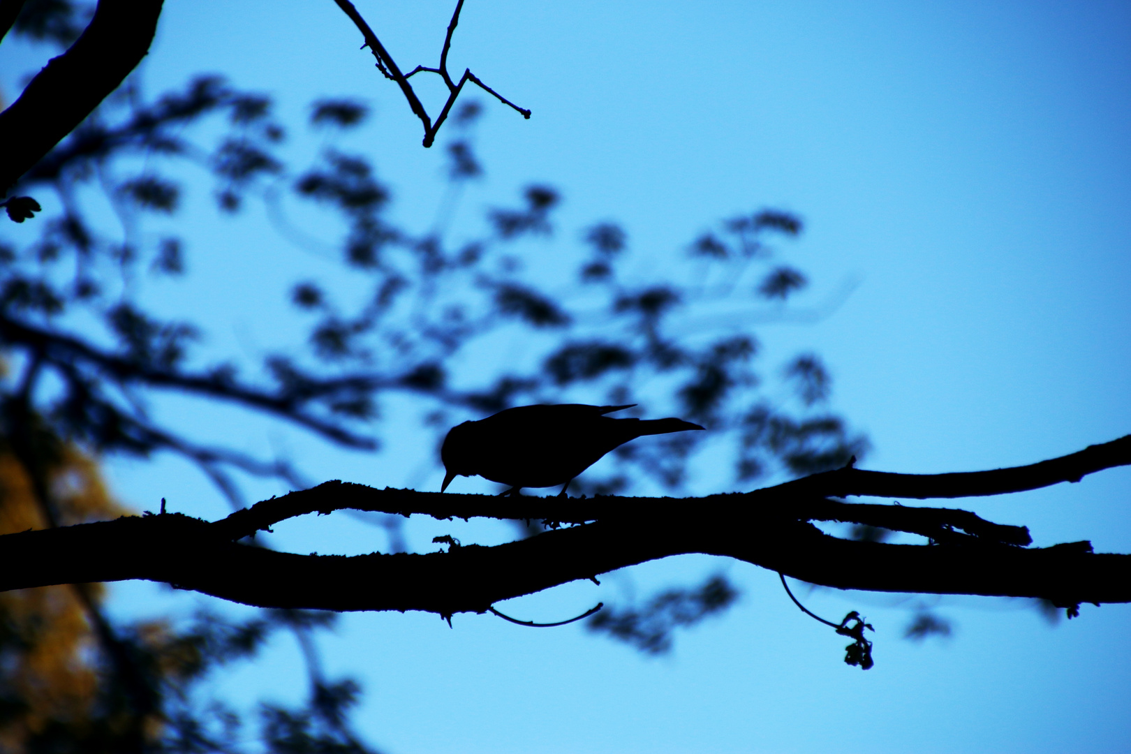 Morning starling