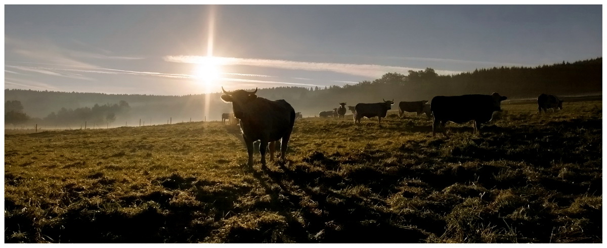 Morning sun