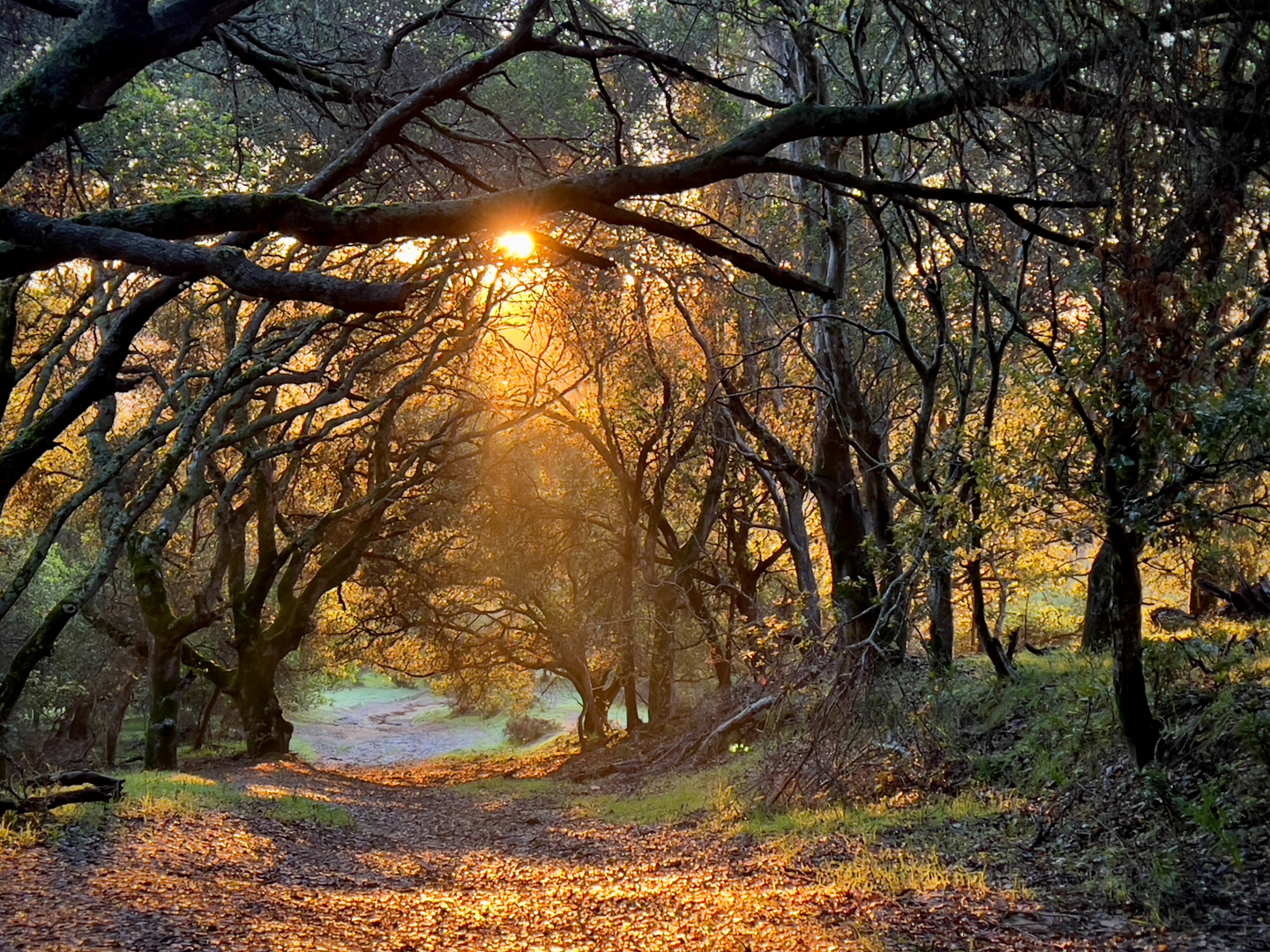 Morning sun in the Woods