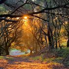 Morning sun in the Woods