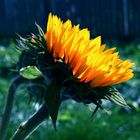 Morning Sunflower