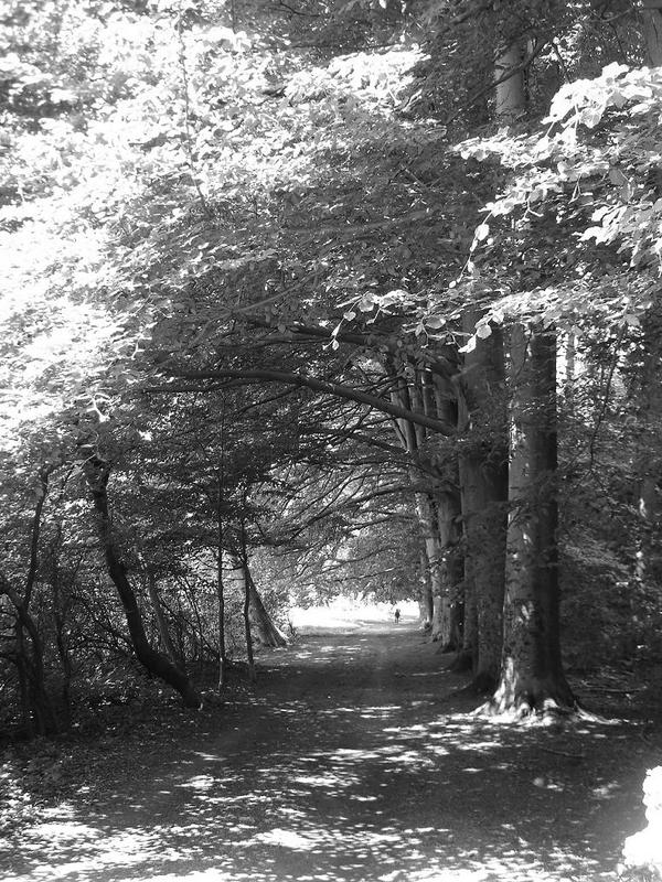 morning sunlight playing with the leafs