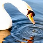 Morning Swan