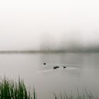 Morning swim