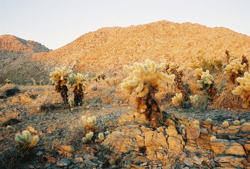 Morning Teddybear Cholla