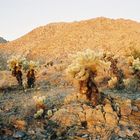 Morning Teddybear Cholla