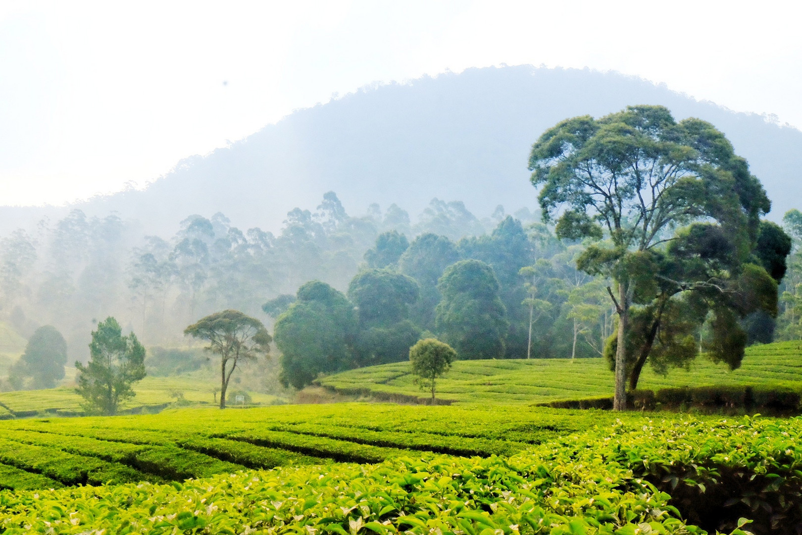 Morning view at Pangalengan, West Java