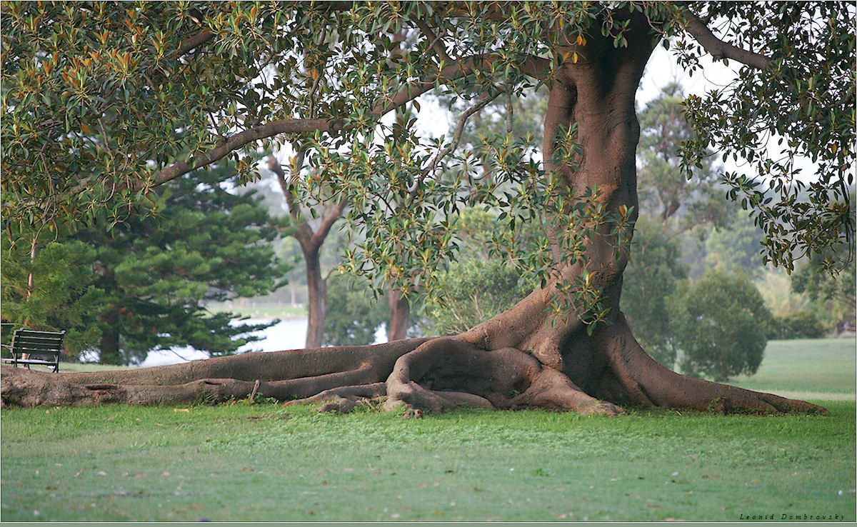 Morning view of the park