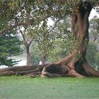 Morning view of the park