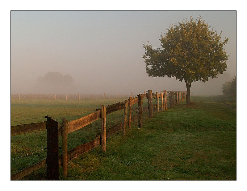 morning walk