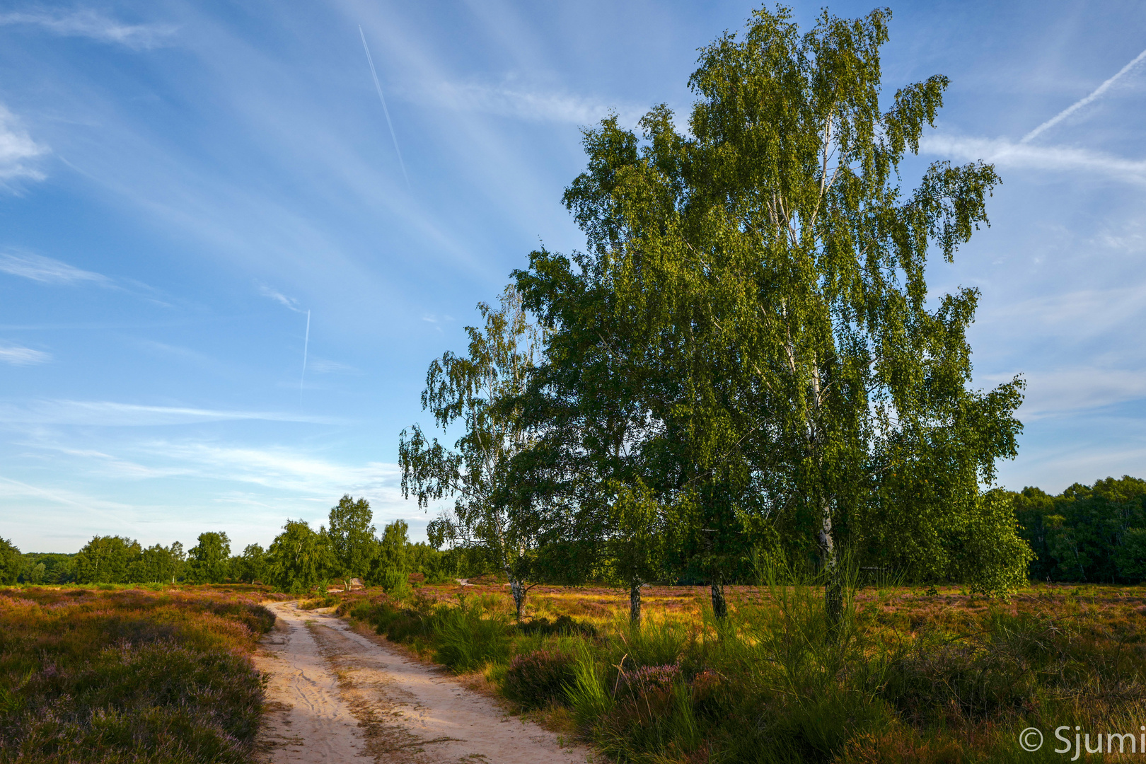 Morning walk