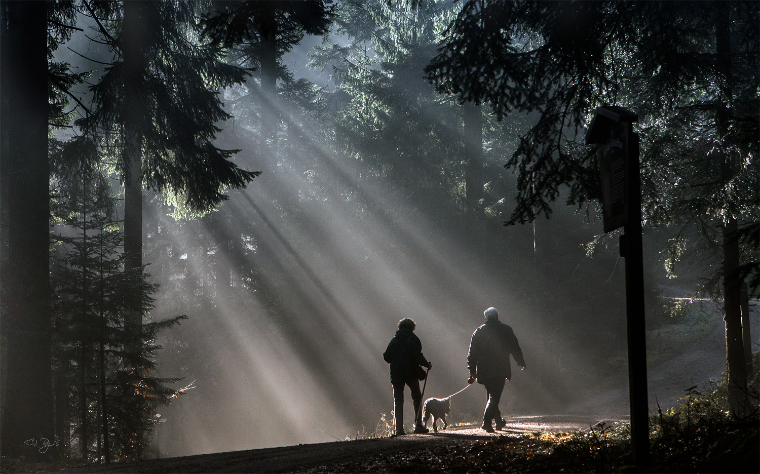 morning walk