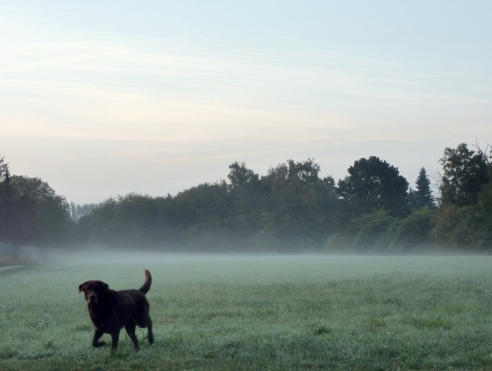 Morning walk