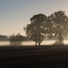 Morning walk