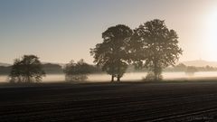 Morning walk