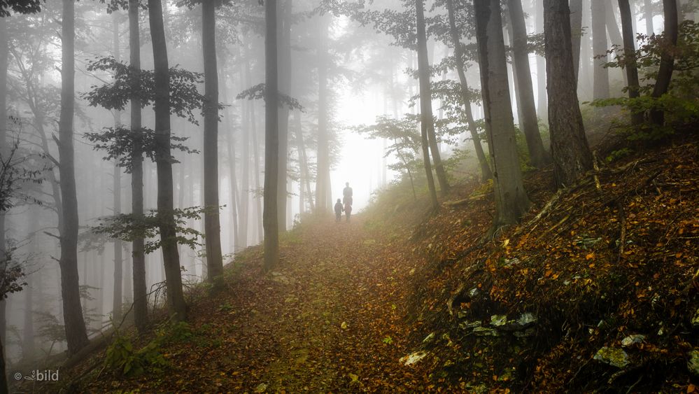 morning walk in the forest