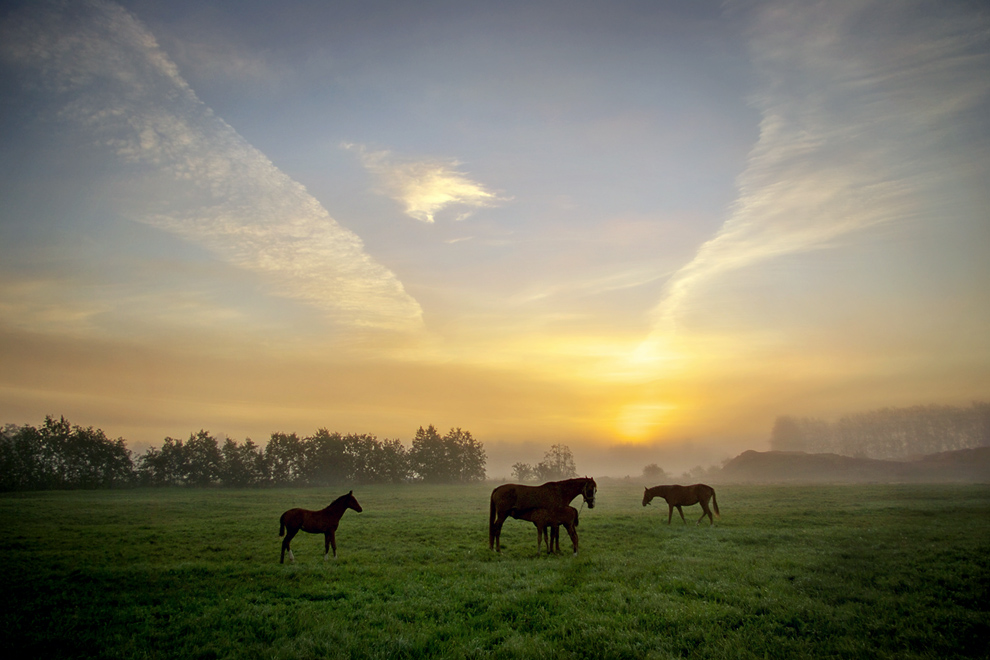 morning, when Pegasus born