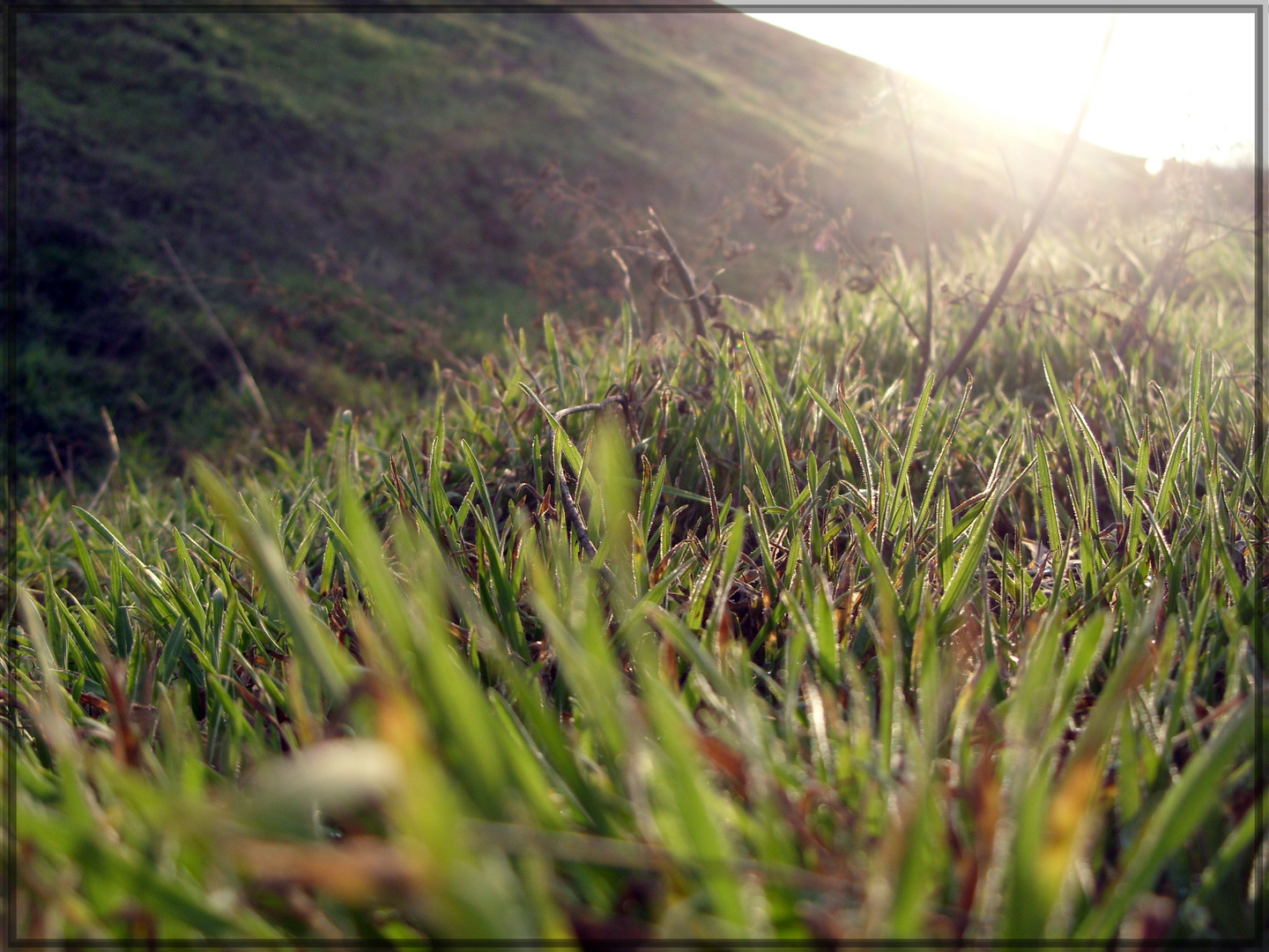 morning winter grass