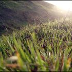 morning winter grass