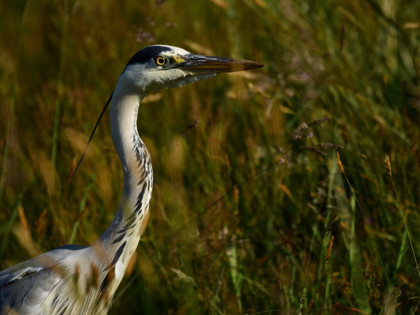 Morning with Grey Heron