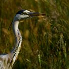 Morning with Grey Heron