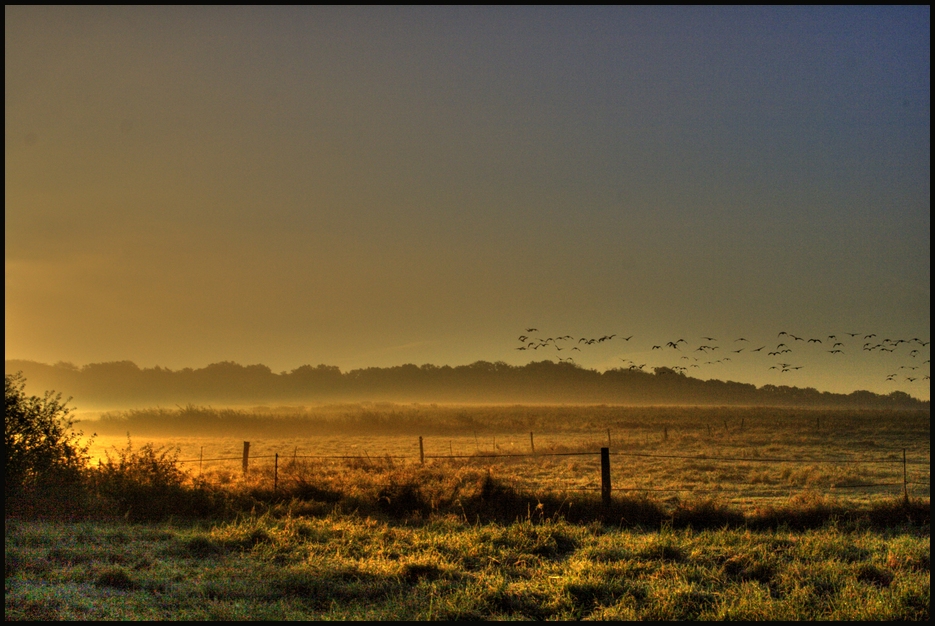 ~~~morningdew~~