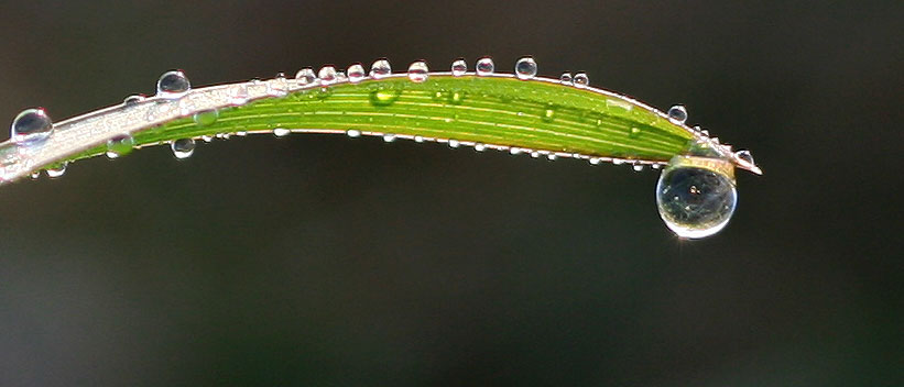 Morningdrops