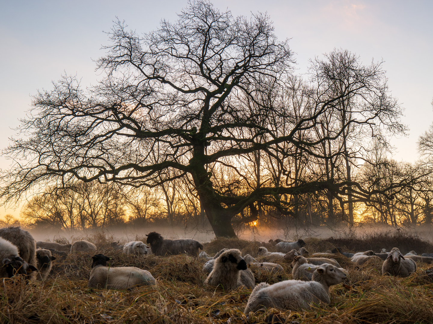 MorningGlowSheep