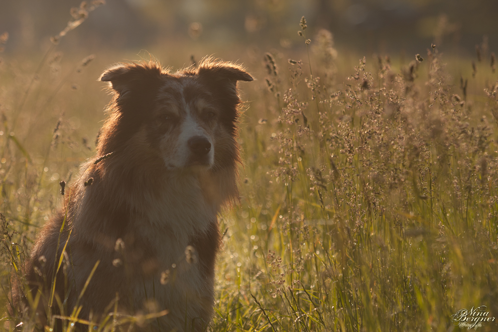 Morninglight