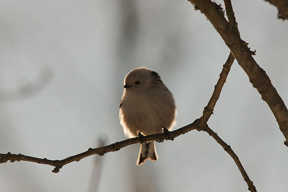 Morninglight