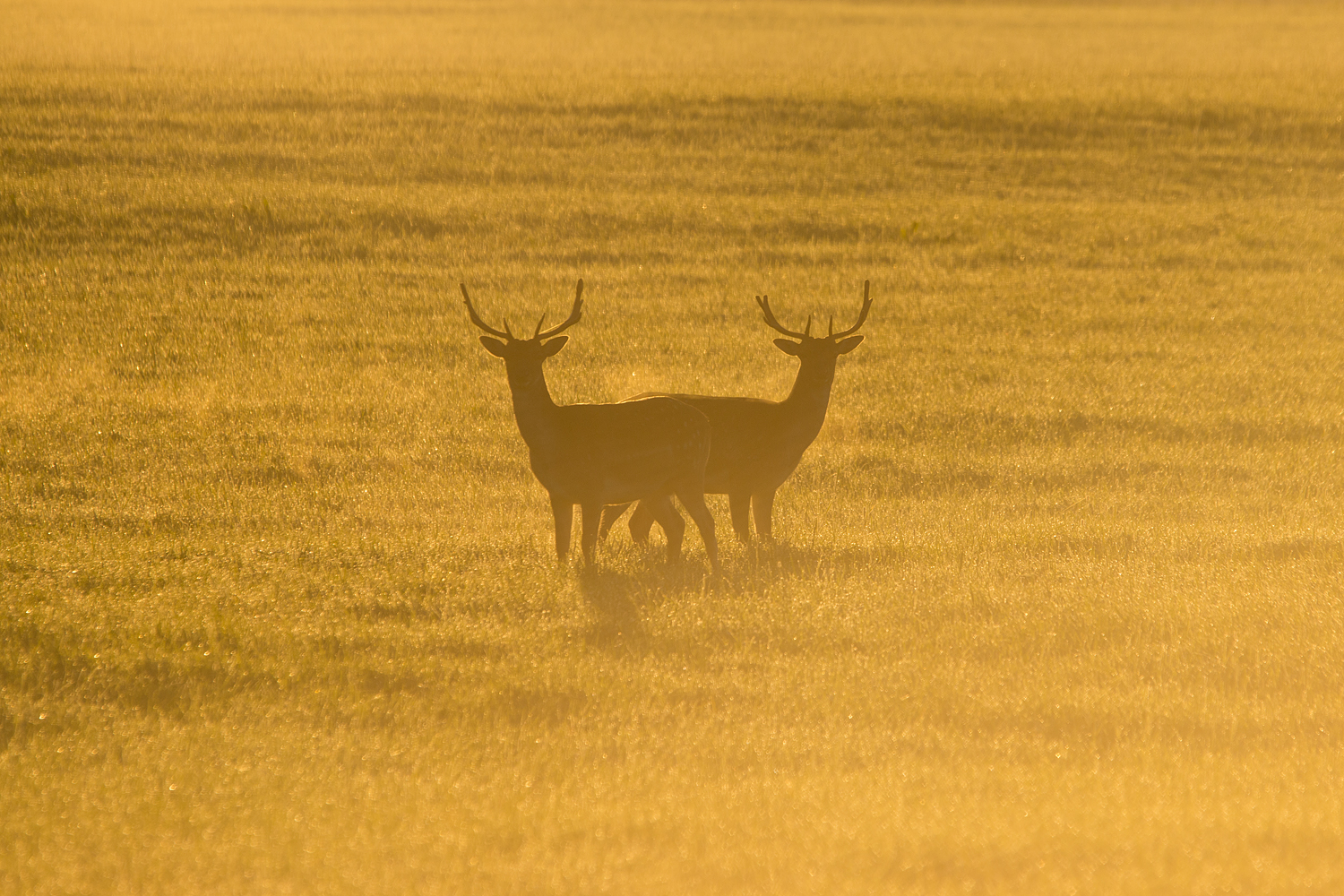 Morninglight