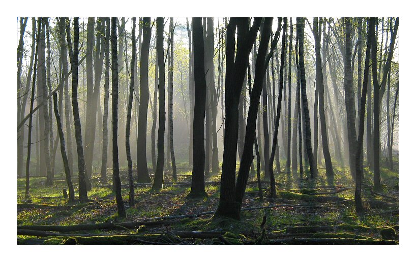 Morninglight tree-trunks (Surea, Dorst)