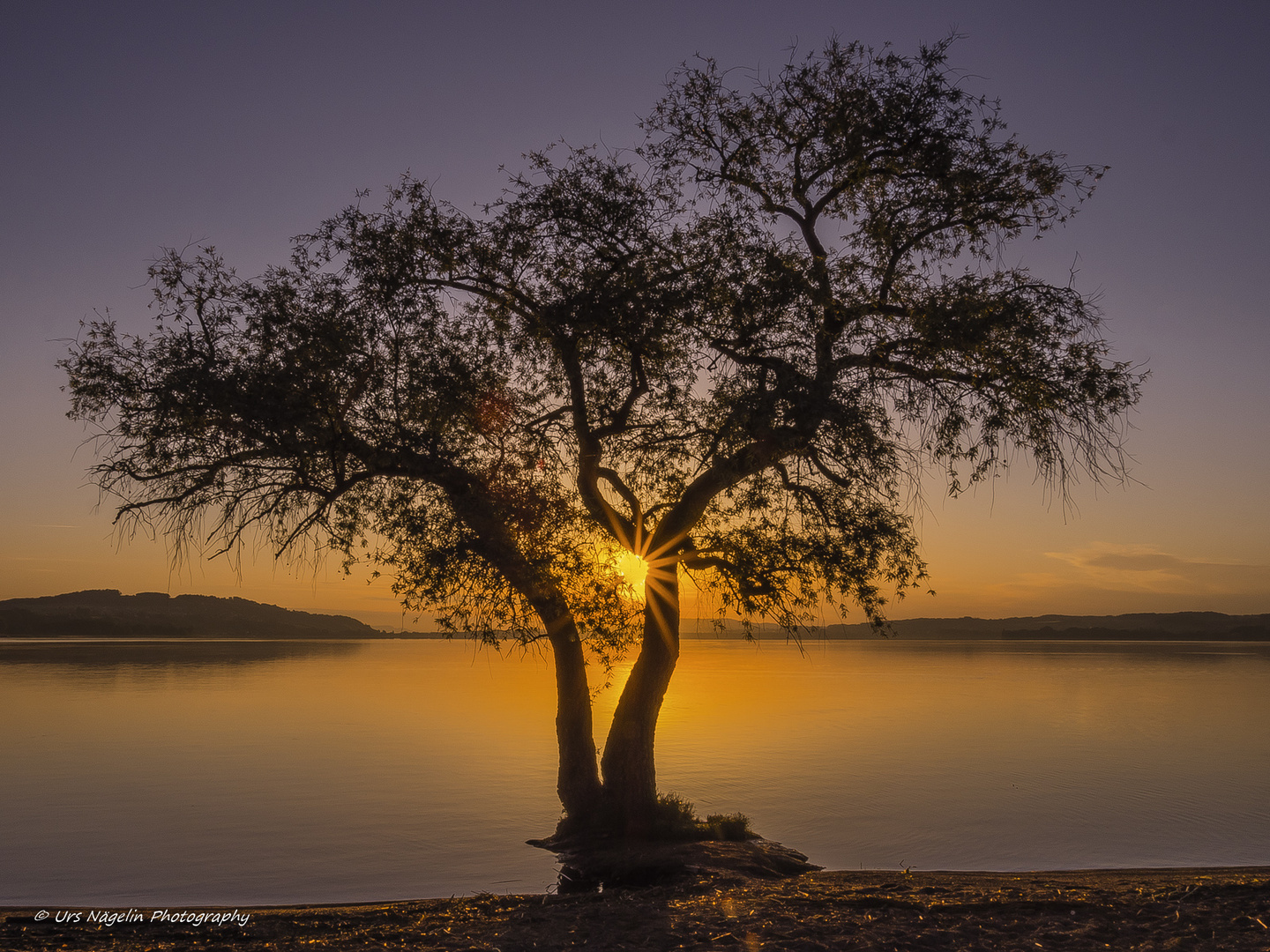 "Morningmood by the Tree"