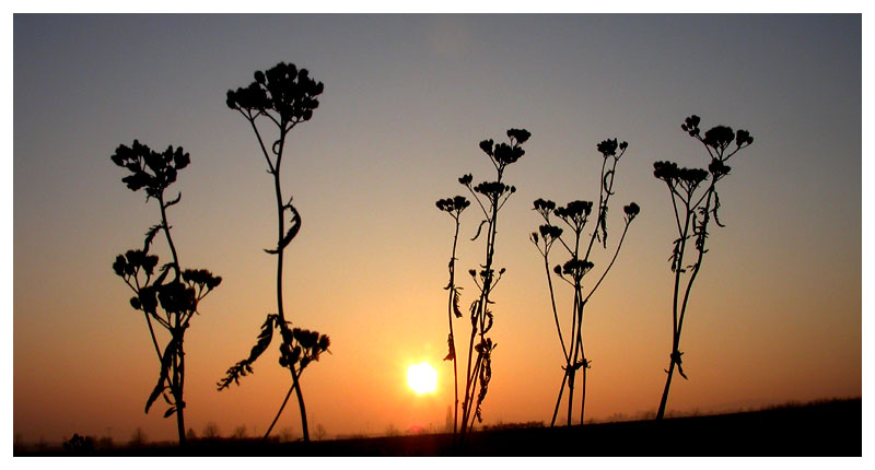 MorningPlants