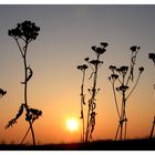 MorningPlants