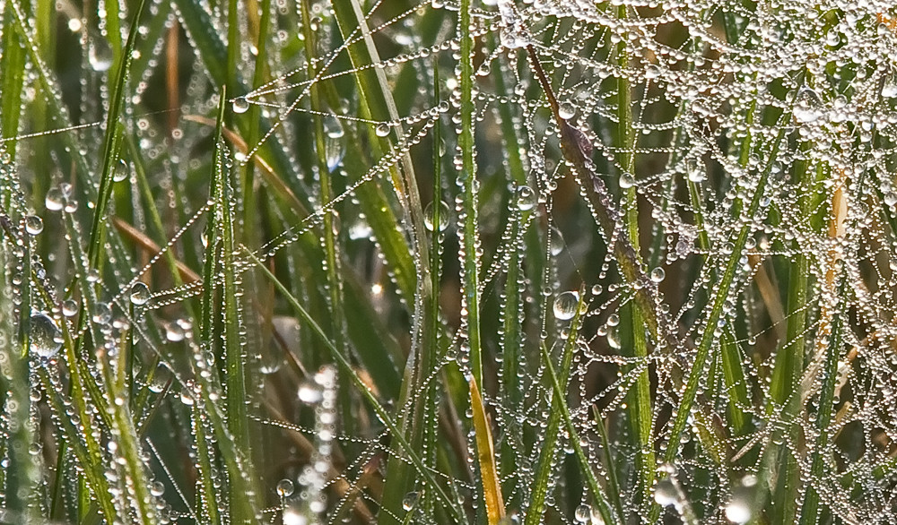 Morning's Dew Jewels