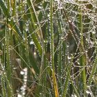 Morning's Dew Jewels