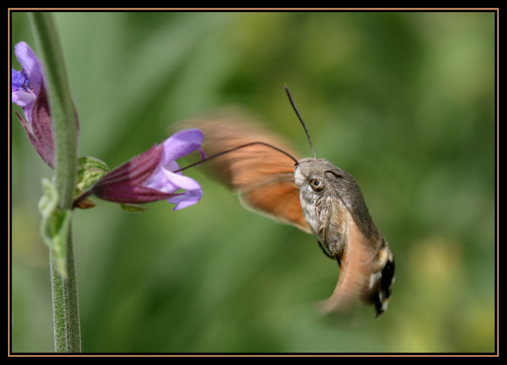 moro sphinx