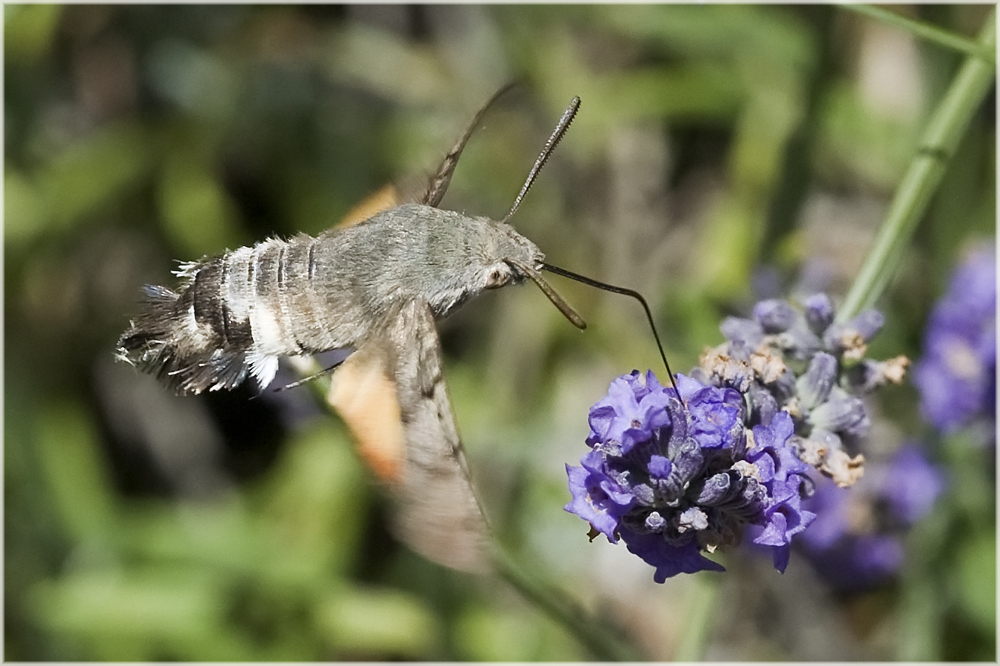 Moro sphinx et lavande (1)