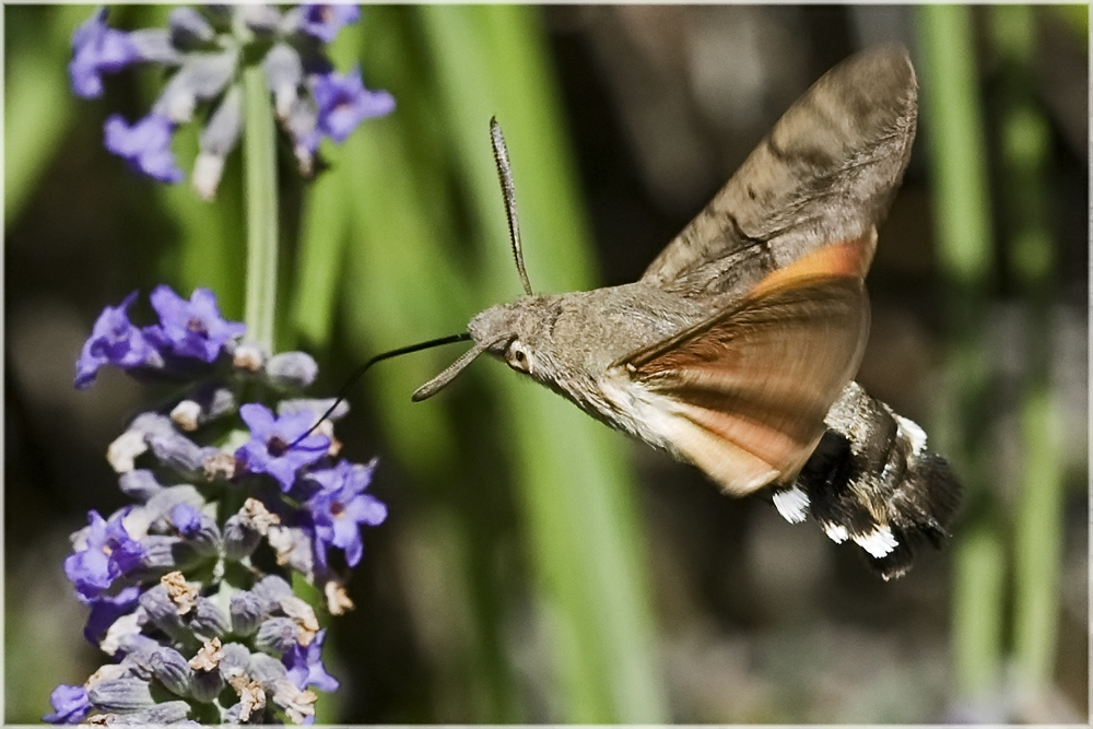 Moro sphinx et lavande (2)