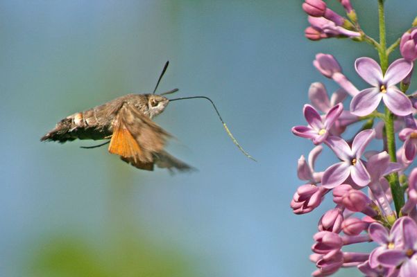 Moro-sphinx et son lilas