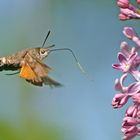 Moro-sphinx et son lilas