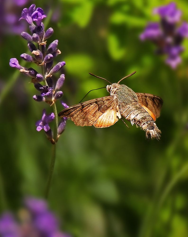 Moro-sphinx ou l'insecte fou ;-)