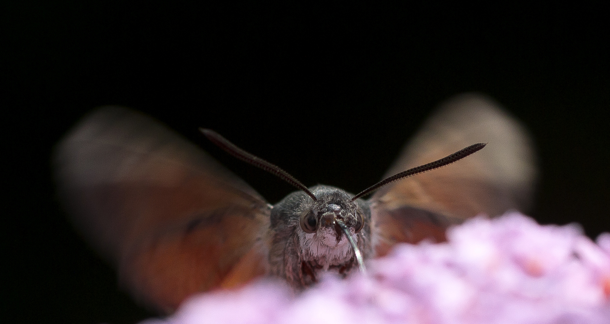 Moro sphinx ou Sphinx colibri