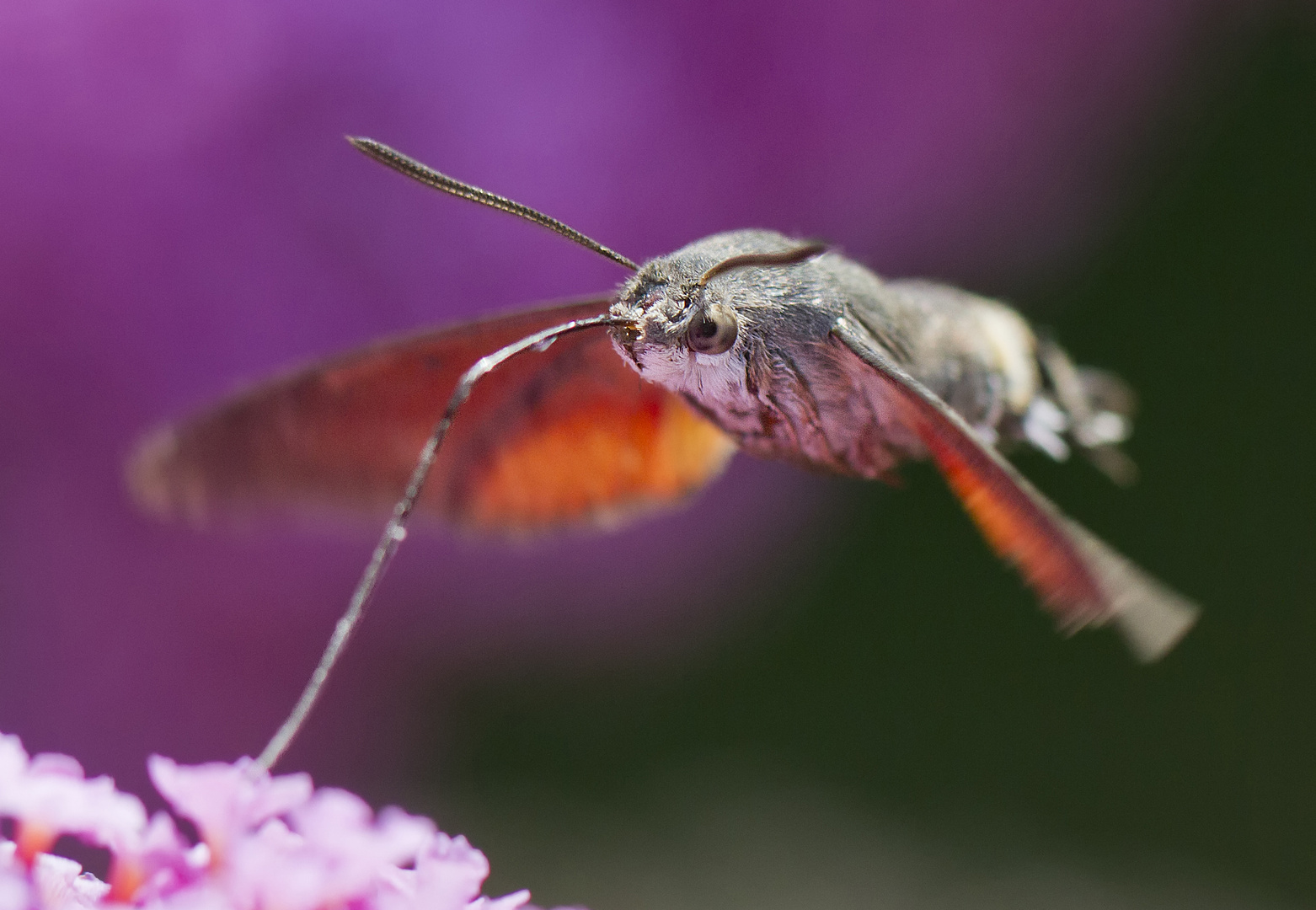 Moro sphinx ou Sphinx colibri