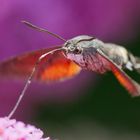 Moro sphinx ou Sphinx colibri