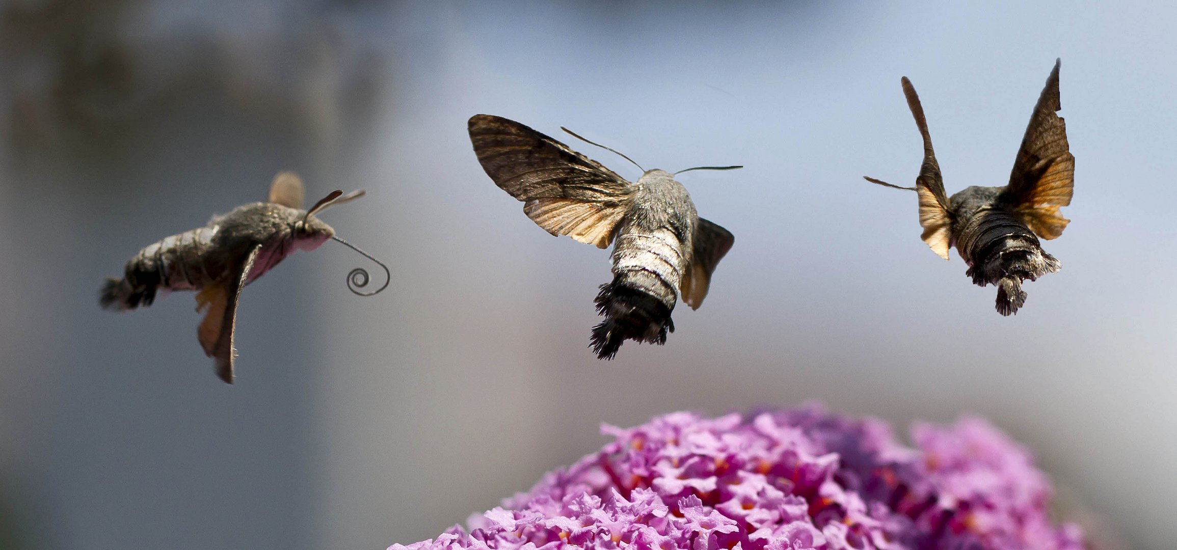 Moro sphinx - Sphinx colibri - Sphinx du caille-lait (Macroglossum stellatarum)